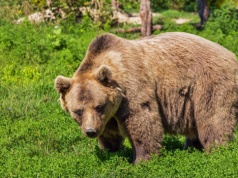 Tragedia w Płonnej. Niedźwiedź zaatakował 58-letnią kobietę