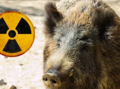 Radioaktywne dziki w Niemczech, 40 lat po Czarnobylu. „Ich mięso jest zatrute”