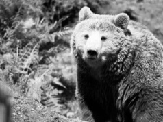 Dramat w Płonnej. Nie żyje kobieta zaatakowana przez niedźwiedzia!