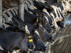 Mleko tanieje, ale nie wszędzie. Jakie ceny mleka w marcu wg. GUS?