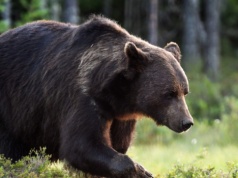 Nie żyje 58-latka. Syn twierdzi, że zaatakował ją niedźwiedź