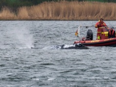 Humbak Timmy czeka na barkę i kanał. Rosną kontrowersje wokół akcji
