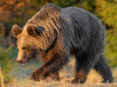 Atak niedźwiedzia. Nie żyje 58-letnia kobieta