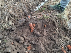 500 ton gnije, bo kontrakt zerwany. Rolnicy liczą straty, UOKiK odpowiada