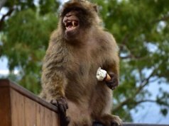 Małpy na Gibraltarze jedzą ziemię. Tak sobie radzą ze śmieciowym ludzkim pożywieniem?