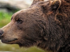 Atak niedźwiedzia na Podkarpaciu – śmierć kobiety w powiecie sanockim