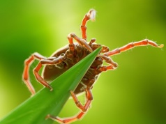W tych częściach ogrodu najczęściej czają się kleszcze. Lepiej na nie uważaj