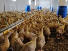 Grypa ptaków 2026 eskaluje. GIW reaguje i dodatkowo likwiduje zdrowe ptaki