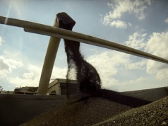 Rzepak najdroższy od roku. Geopolityka podsyca trend wzrostowy