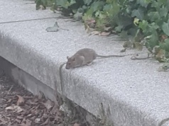 „Takie potwory, wypasione dobrze”. Plaga szczurów na osiedlu Budowlanych w Chojnicach