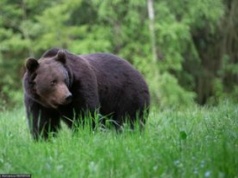 Śmiertelny atak niedźwiedzia. Ekspert wskazuje powód