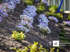 Nowa zieleń na Placu Orła Białego