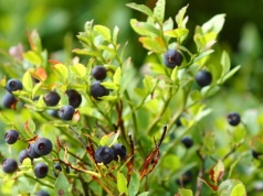 Klimat nie sprzyja borówkom czarnym. Dlaczego będzie ich coraz mniej?