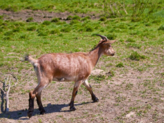 Nachodźca gwałcił francuskie kozy. Został zatrzymany