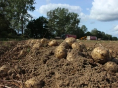 Czy ziemniaki na własny użytek trzeba zgłaszać do PIORiN?