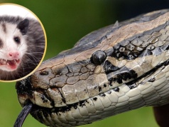 "Zginą w szczytnym celu". Poświęcą ssaki, by pozbyć się węży