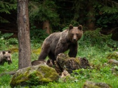 Śmiertelny atak niedźwiedzia w Bieszczadach
