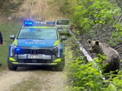 Przed śmiercią dzwoniła do syna. Nowe ustalenia po ataku niedźwiedzia