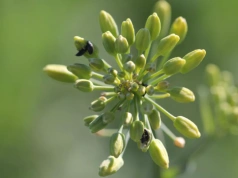 Czy jeszcze pryskać na słodyszka? W rzepaku to wciąż może mieć sens