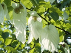 Posadź drzewo chusteczkowe w ogrodzie. Będziesz płakać z zachwytu