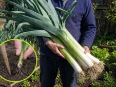 Pory będą 2x dłuższe i grubsze! Zastosuj ten trik podczas sadzenia