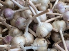 Czosnek traci swoje właściwości przez jeden prosty błąd. Popełniamy go niemal wszyscy