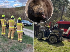 "Usłyszał już tylko pisk i ryk". Tak wyglądały ostatnie chwile zabitej przez niedźwiedzia kobiety