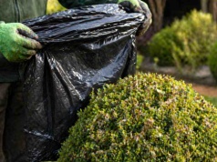 Ćma bukszpanowa boi się TEGO triku. Załóż worek i zapomnij o problemie