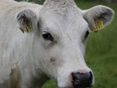 Krowa dostała licencję na wywóz odpadów. Rolnicy pokazali jak absurdalne jest prawo