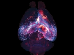 Komórki podtrzymujące mózg tworzą nieznaną dotąd sieć. Przełomowe odkrycie w neuronauce