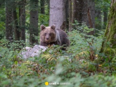 Kobieta zmarła po ataku niedźwiedzia. Eksperci wskazują na powód. "Zwierze mogło zostać zaskoczone"