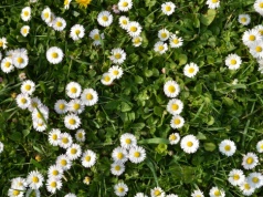 Gdy na trawie pojawią się stokrotki, to znak, że w ogrodzie coś się dzieje. O co chodzi?