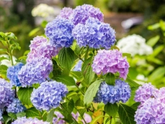 Jednak kromka, szklanka wody i hortensje obsypują się kwiatami