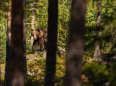 Nowe informacje po ataku niedźwiedzia na Podkarpaciu. "To sprzyja sytuacji zaskoczenia"