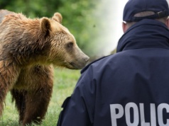 Potencjalna przyczyna śmiertelnego ataku niedźwiedzia. Eksperci wyjaśniają