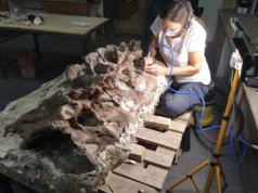 Ten olbrzym przemierzał kiedyś Patagonię. Szczątki ujawniły naturę gigantycznego dinozaura