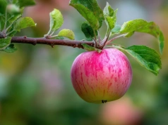 Prosta pasta z popiołu zatrzymała mrówki. Klucz tkwi w jednym szczególe
