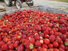Truskawka przemysłowa pod presją. Czy to jeszcze się opłaca?
