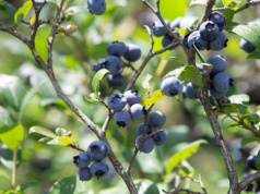 Ogrodnicy ostrzegają przed tym błędem. Pod żadnym pozorem nie syp tego pod borówkę