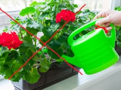 Żegnajcie babcine pelargonie. Nadchodzi nowy trend balkonowy i robi furorę