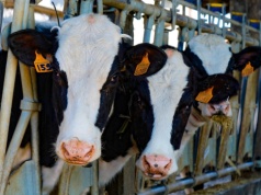 Złodzieje ukradli z obory 69 sztuk bydła. Zniknęły jałówki cennej rasy