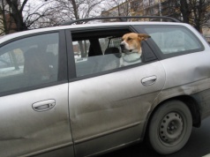 Chcesz zabrać psa lub kota na wakacje? UE zaostrza przepisy dla właścicieli zwierząt