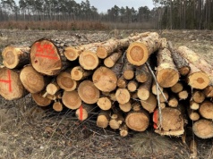 Wycinki w lasach w Opolu mają być większe. „Sosny zamierają”