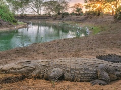 Brutalne gody krokodyli. Przyduszanie pod wodą to standard