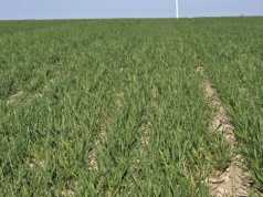 Pogoda może zabić efekt nawożenia