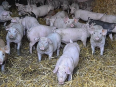 Ceny tuczników: tańsze nawet 35 gr/kg niż tydzień temu