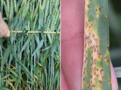 Pogoda sprzyja DTR-ce. Kiedy reagować, żeby nie stracić plonu?