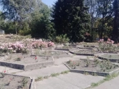 Park Śląski rozdaje sadzonki róż