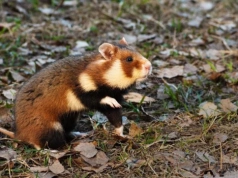 Jaworzno zamówiło kilkadziesiąt sztuk chomika europejskiego 