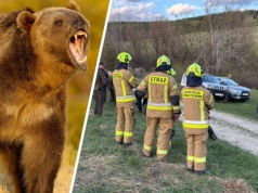 Edyta zginęła w ataku niedźwiedzia. RDOŚ mówi o "sytuacji zaskoczenia"